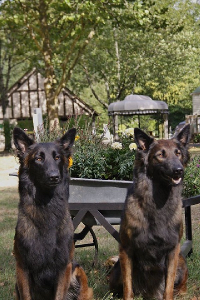 Les chiens de l'élevage